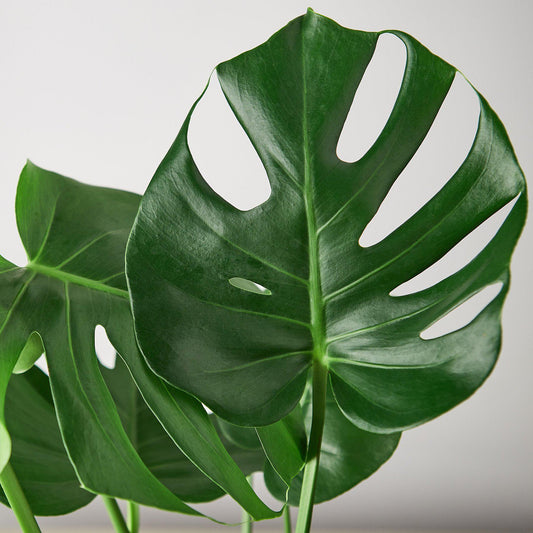 Monstera 'Split-Leaf'