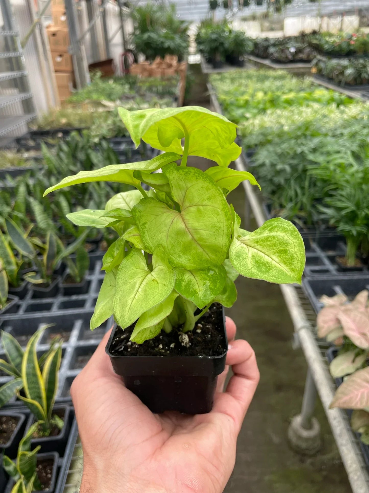 Syngonium Gold - 4" Pot