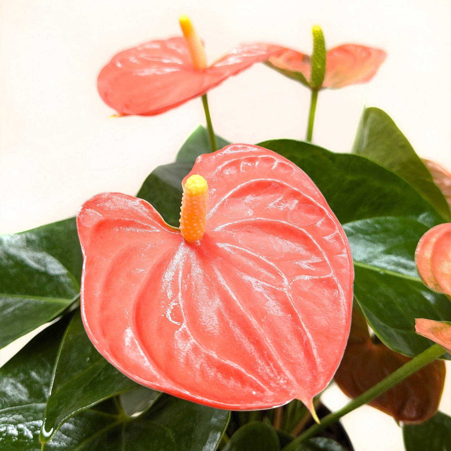 Anthurium 'Orange'