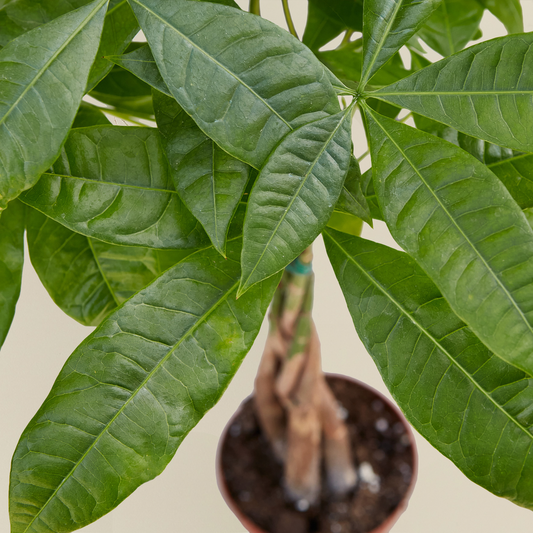 Money Tree 'Guiana Chestnut' Pachira Braid