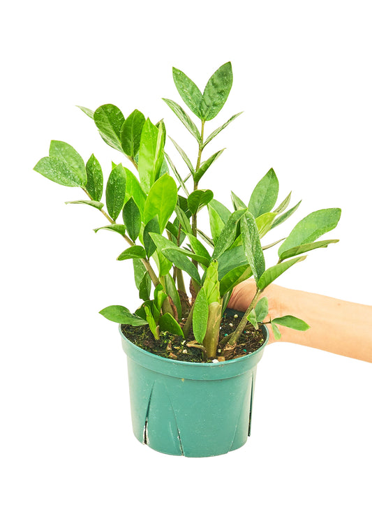 ZZ Plant, Medium