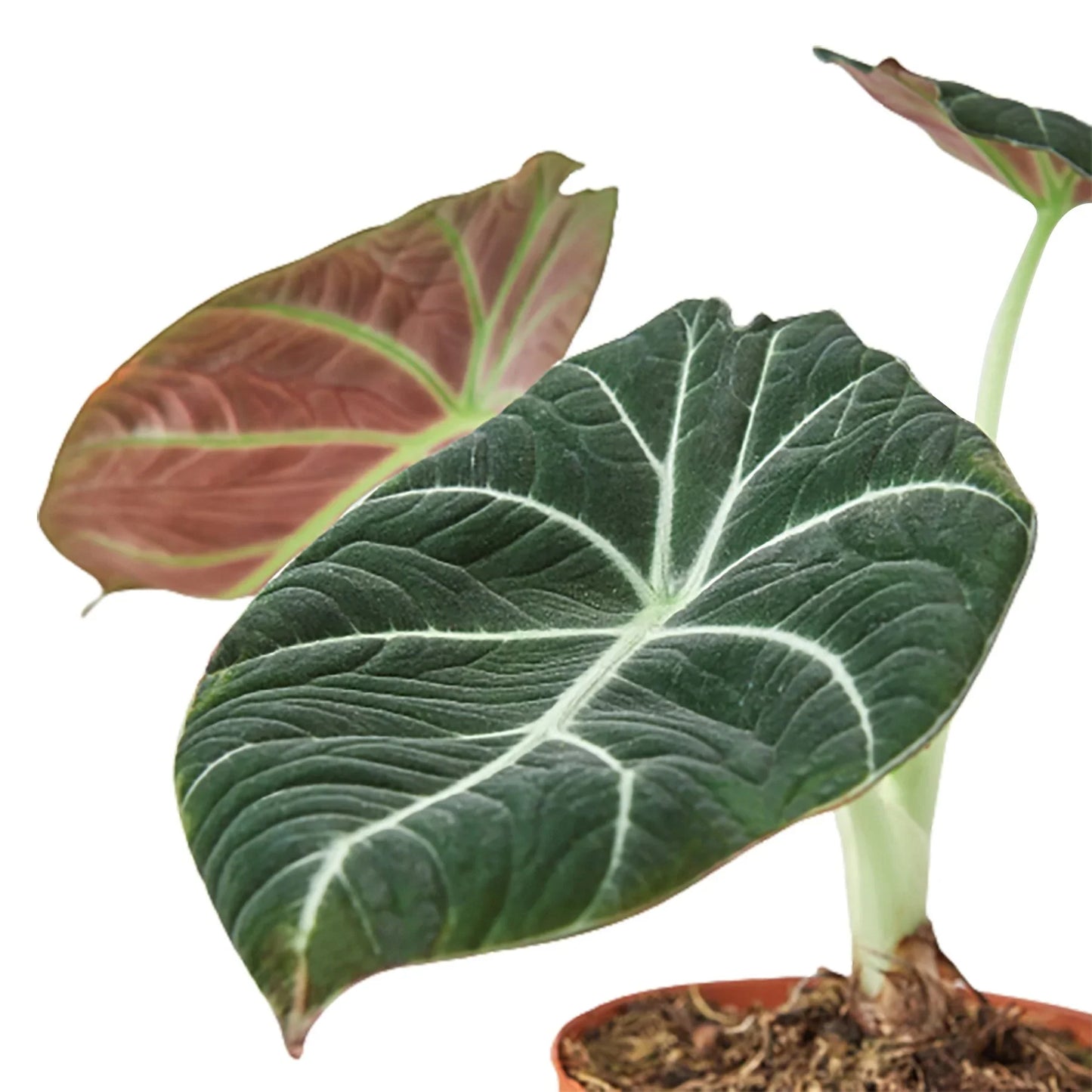 Alocasia Reginula 'Black Velvet'