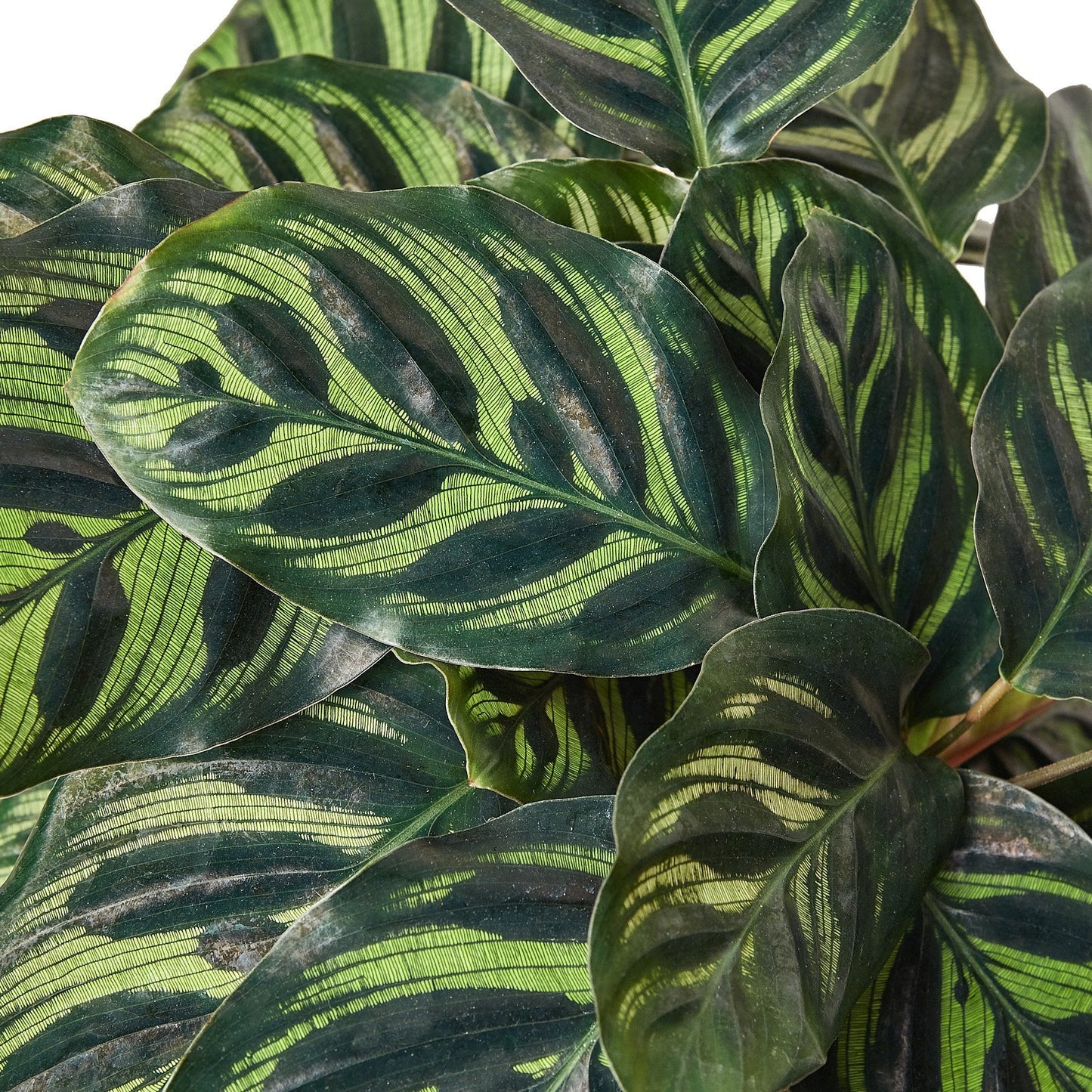 Calathea 'Makoyana'