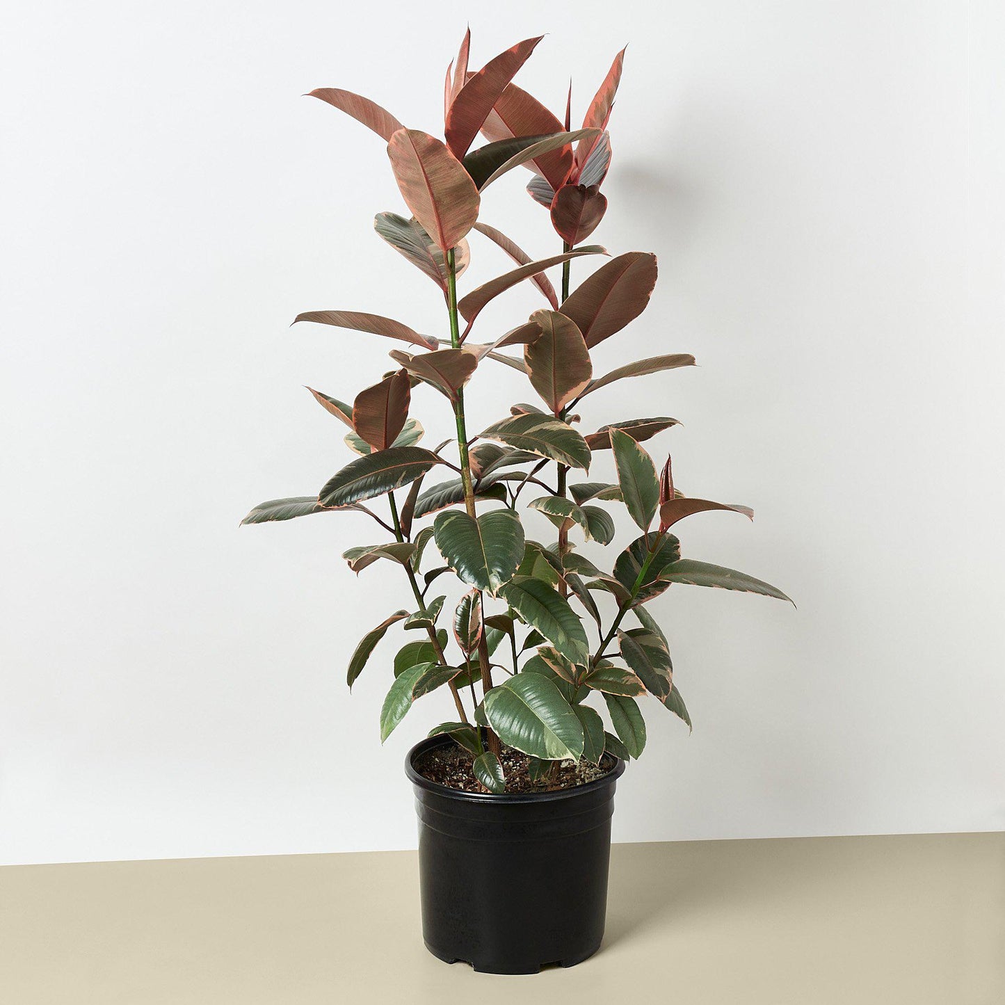 Ficus Elastica 'Ruby Pink'