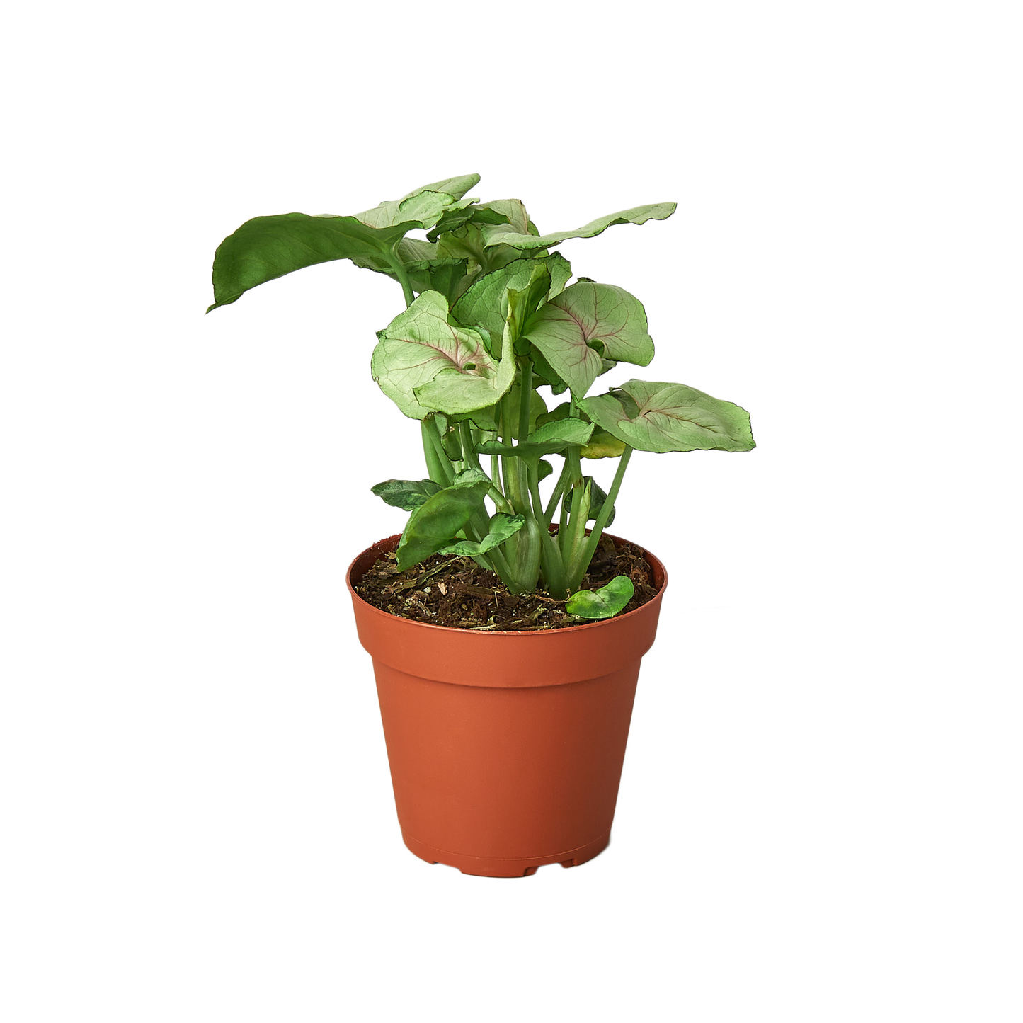 Syngonium Cream -  4" Pot