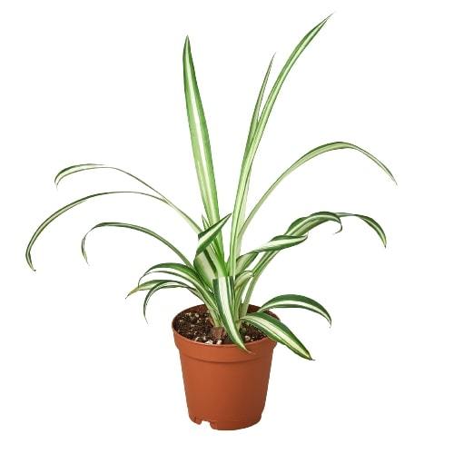 Spider Plant Reverse