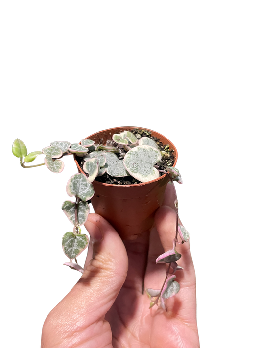 String of Hearts Variegated