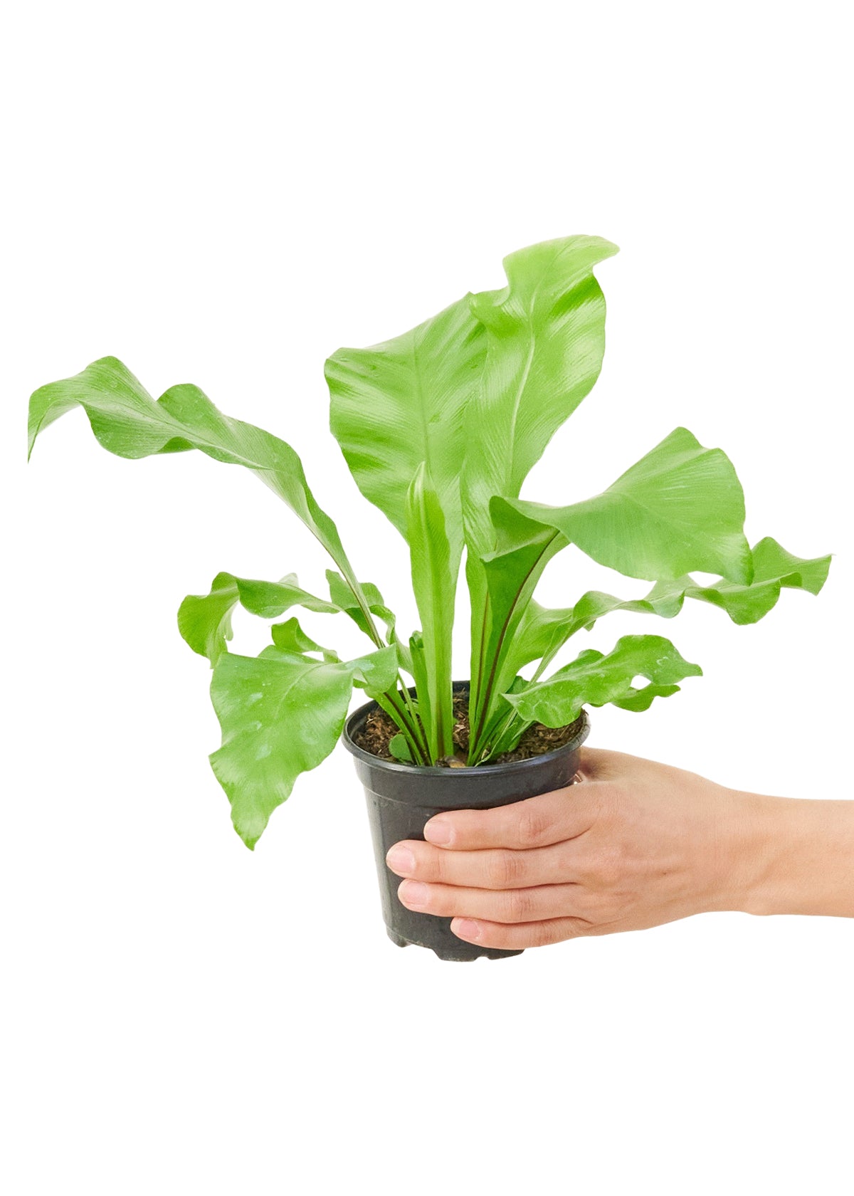 Bird's Nest Fern, Small