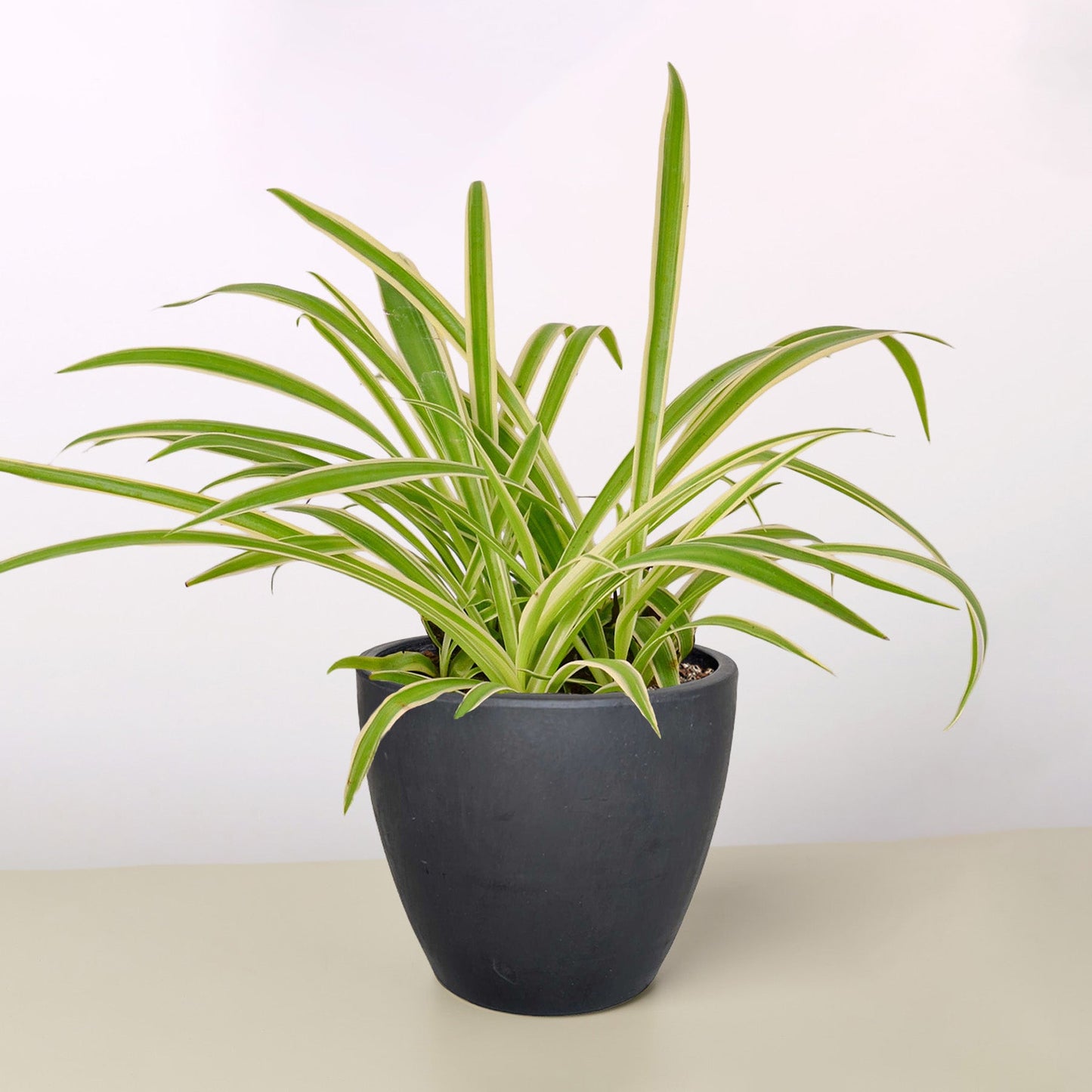 Spider Plant 'Reverse'