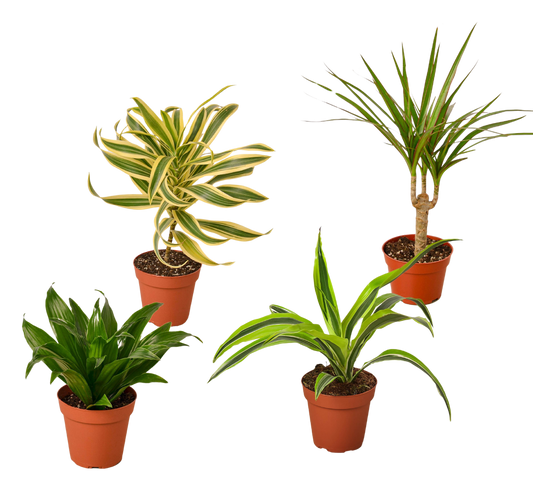 4 Different Dracaenas Variety Pack - Live House Plant - FREE Care Guide - 4" Pot