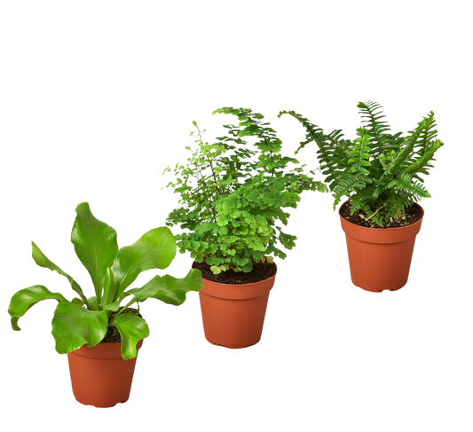 3 Fern Variety Pack - Live Plants - FREE Care Guide - 4" Pot - House Plant