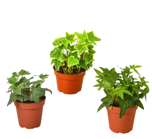 3 Different English Ivy Plants - 4" Pot - Live House Plant