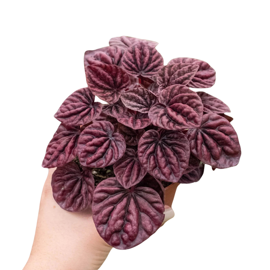 Peperomia 'Ripple Red'