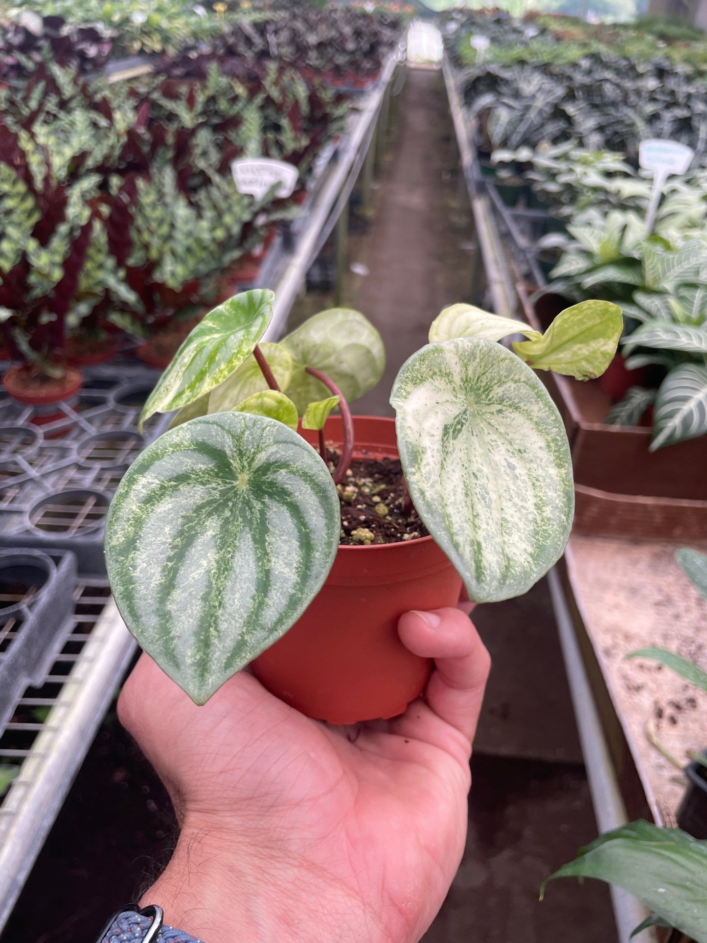 Peperomia 'Watermelon Variegated'