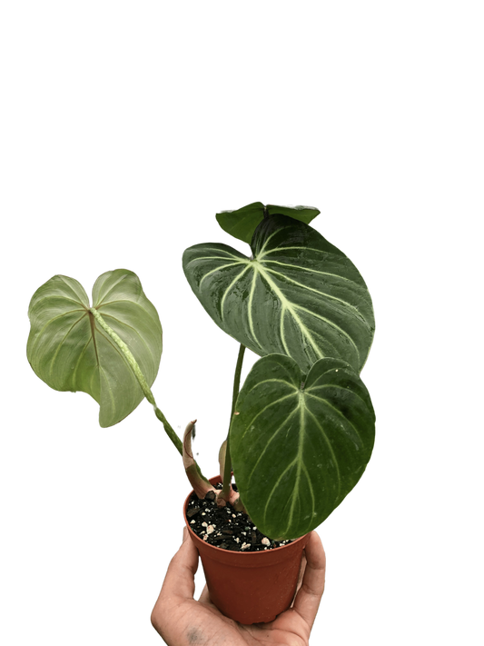 Philodendron Gloriosum 'Zebra'