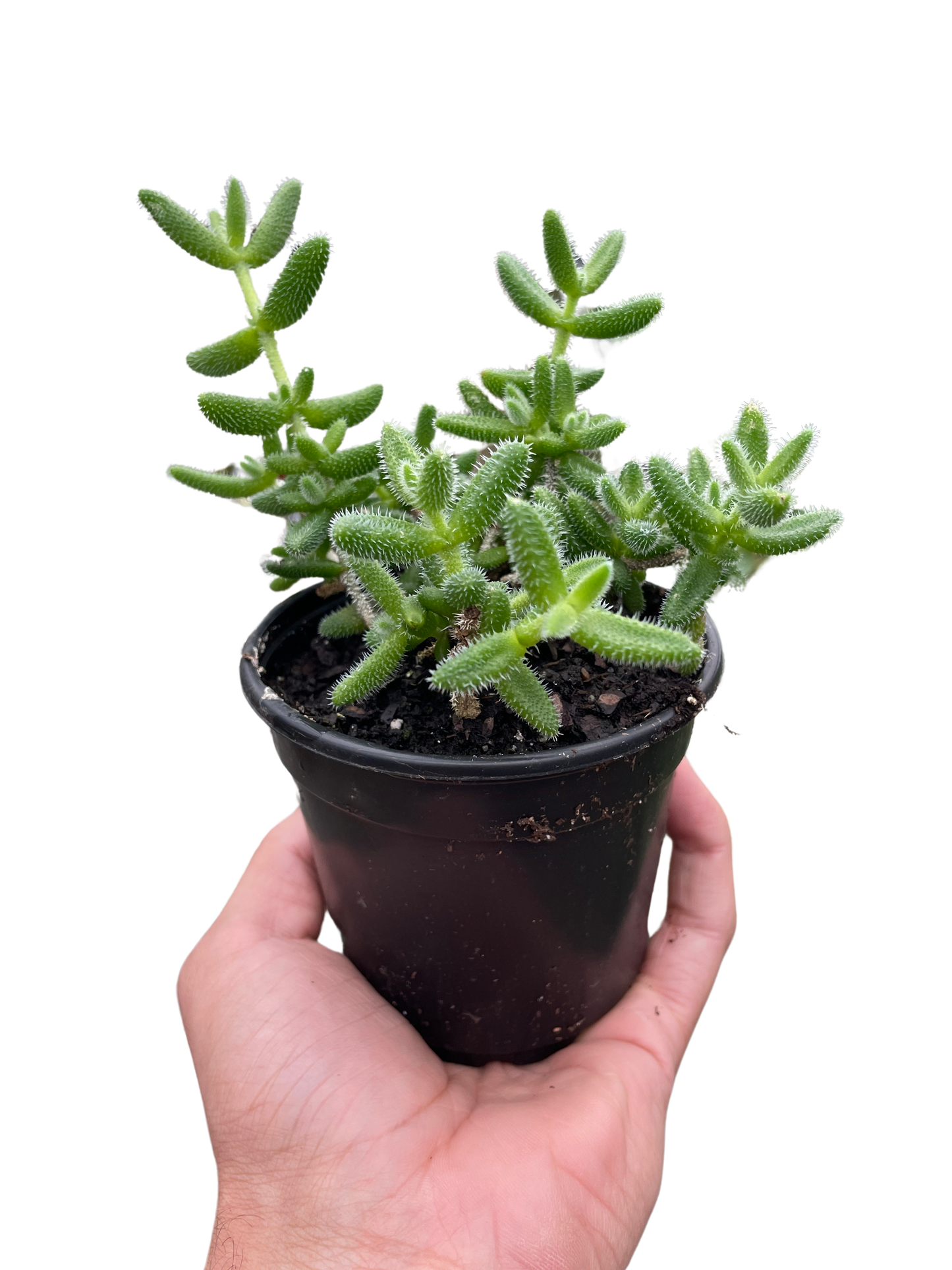 Delosperma echinatum 'Pickle Plant'