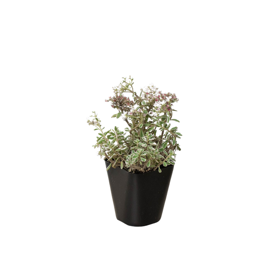 Sedum Tricolor