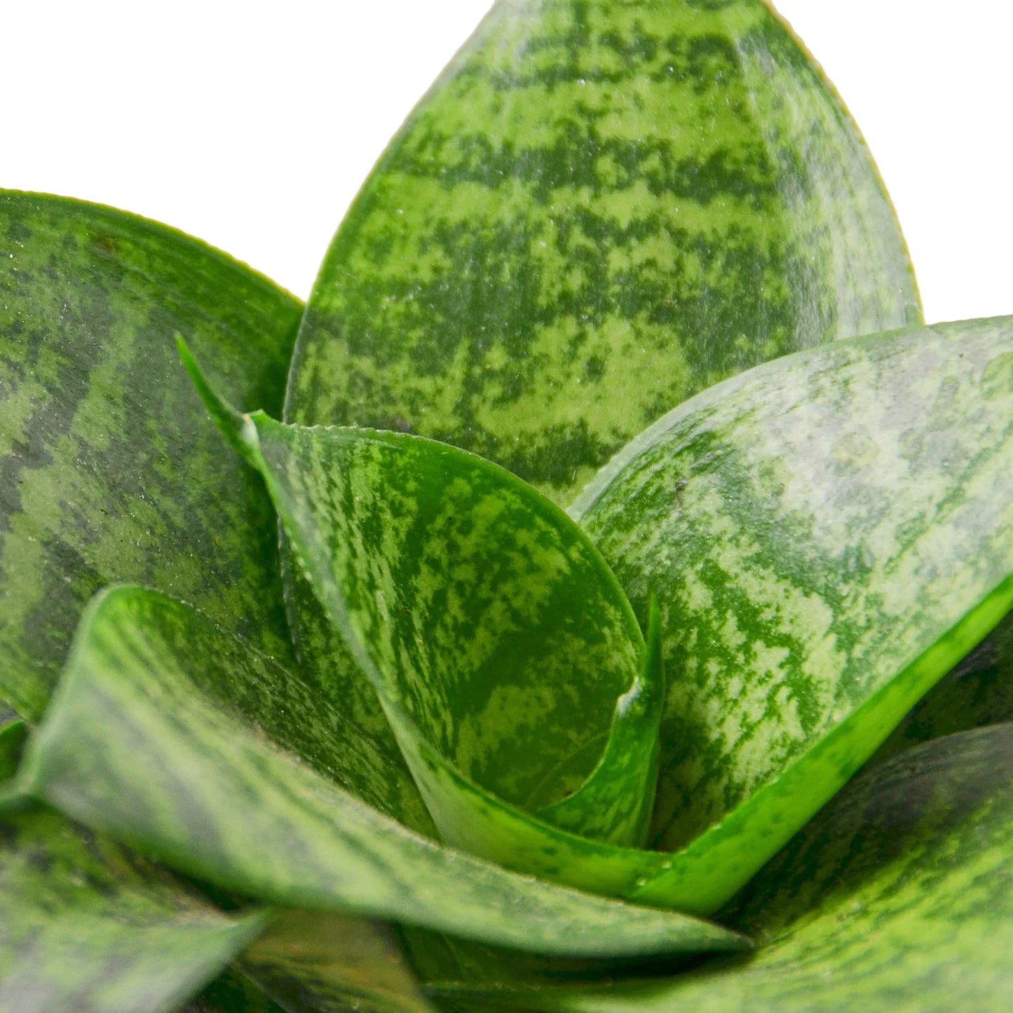 Snake Plant Black Robusta