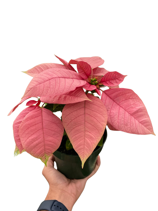 Poinsettia 'Pink'