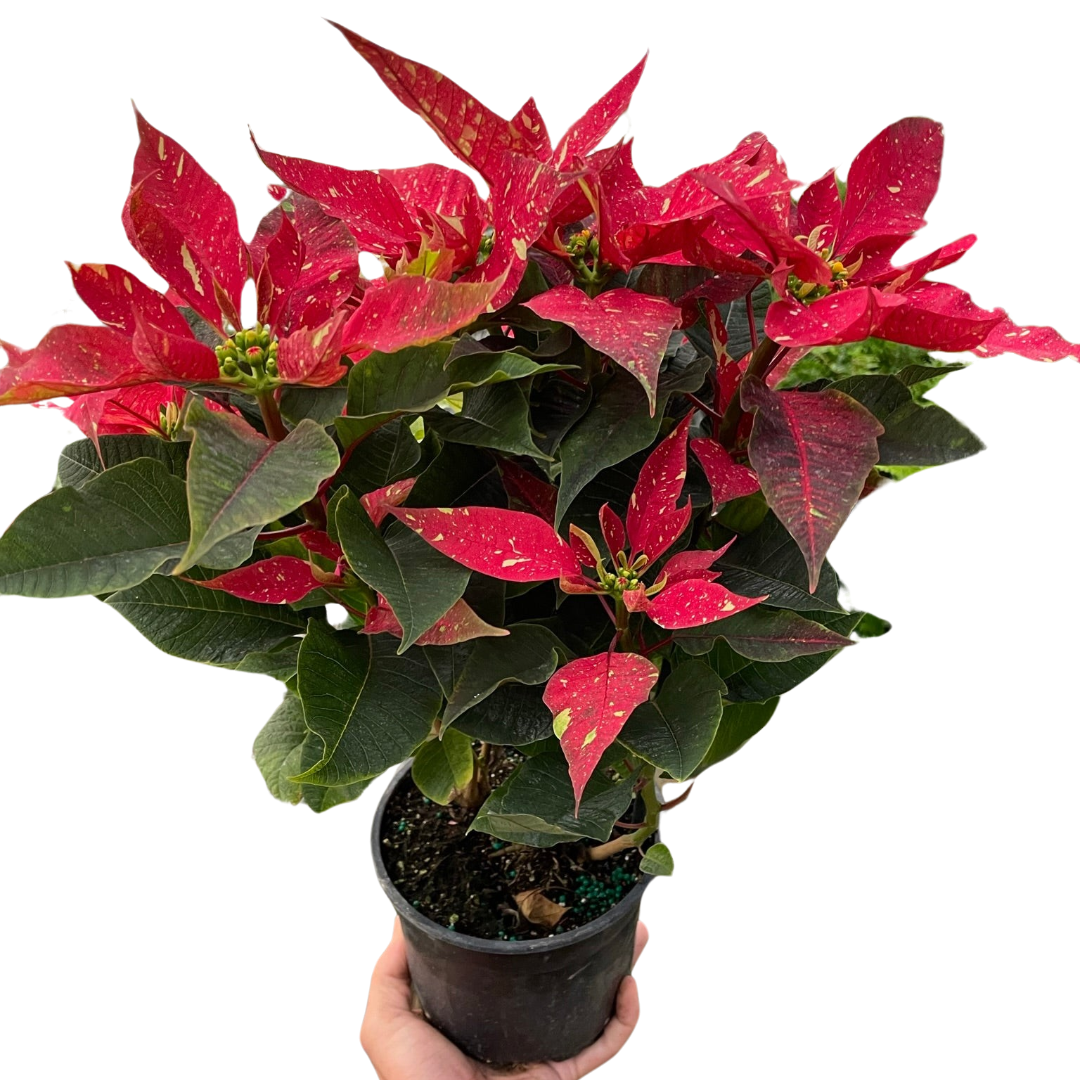 Poinsettia 'Red Glitter'