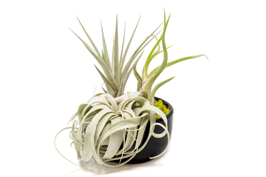 Large Fully Assembled Air Plant Bowl Garden