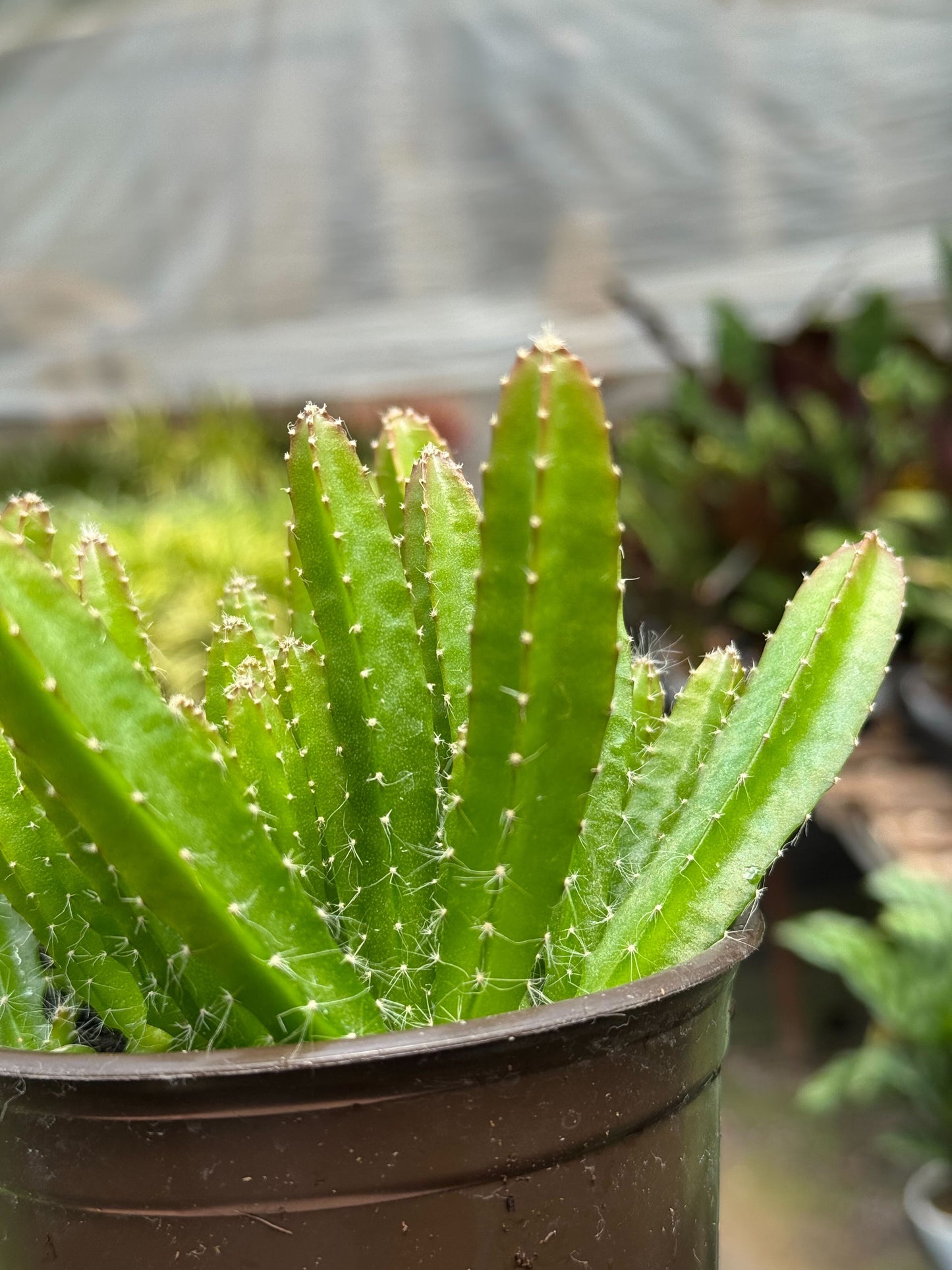 Dragon Fruit (Pitaya)