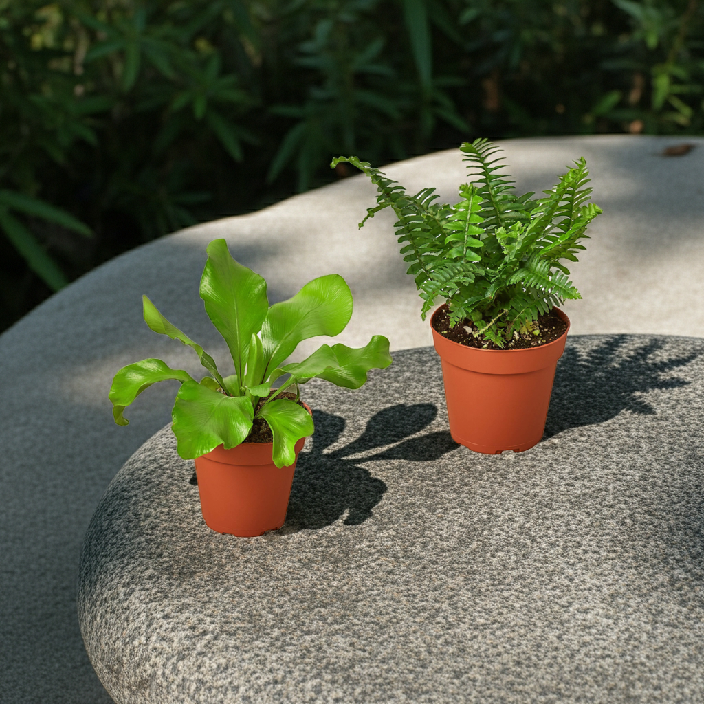 2 Fern Variety Pack - Live Plants - FREE Care Guide - 4" Pot - House Plant