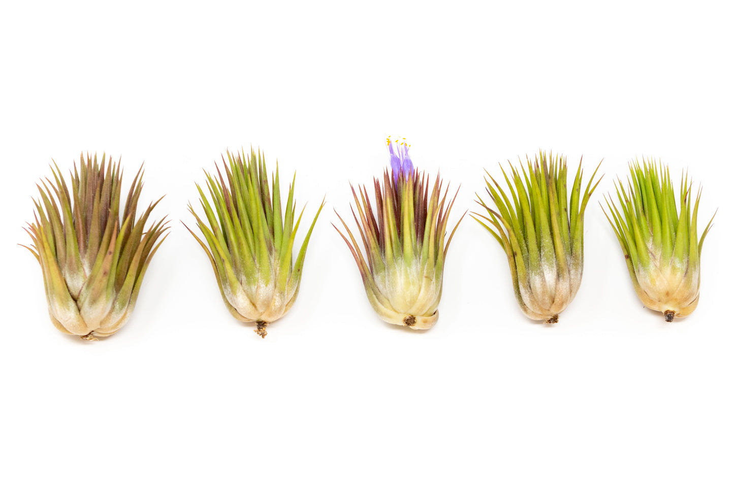 Tillandsia Ionantha Guatemala "Macho" Air Plant