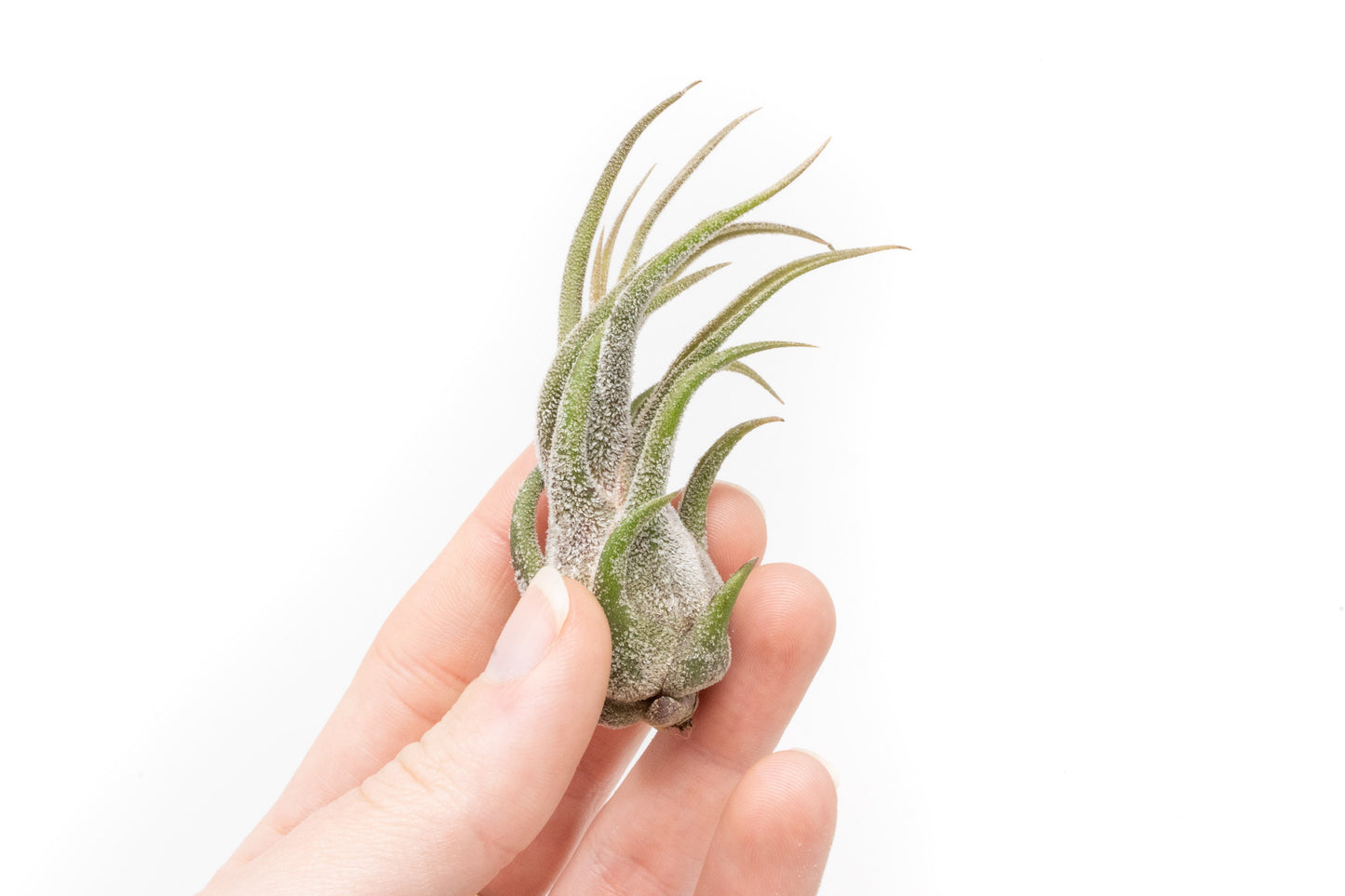 [IN BLUSH NOW!] Tillandsia Pruinosa Air Plants