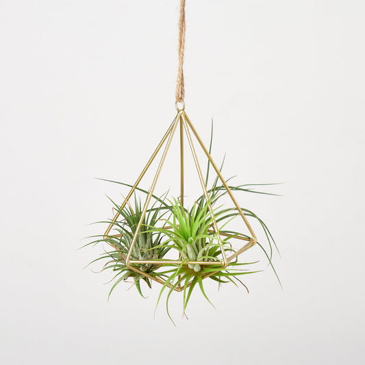 Air Plant Display Hanger - Brass