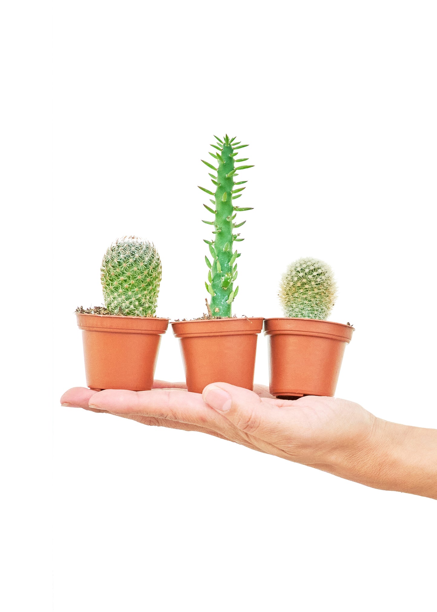 Baby Cactus Box, Extra Small