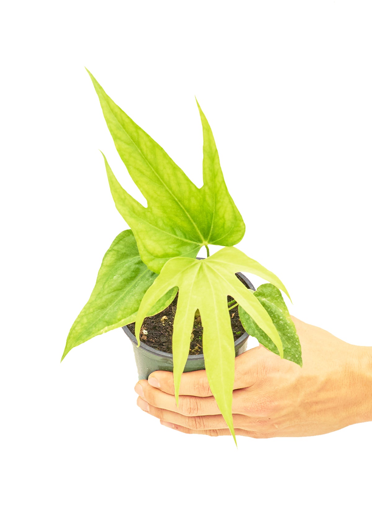 Anthurium 'Fingers', Small