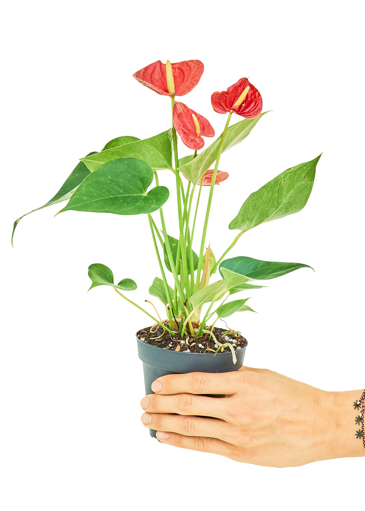 Anthurium 'Red Flamingo', Small