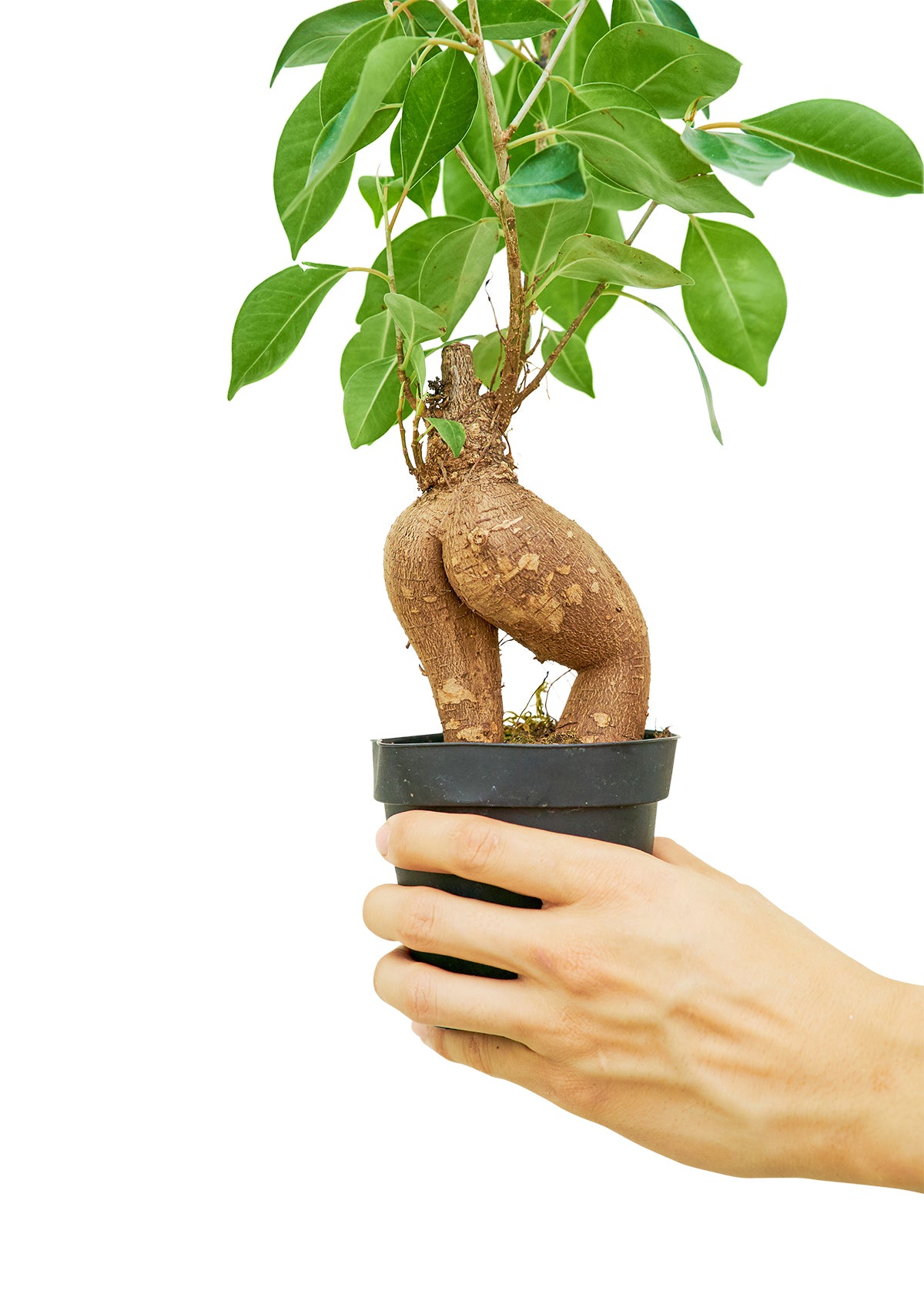 Ficus 'Ginseng', Small