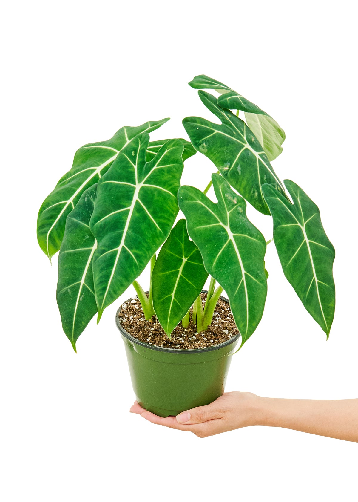 Alocasia 'Frydek', Medium