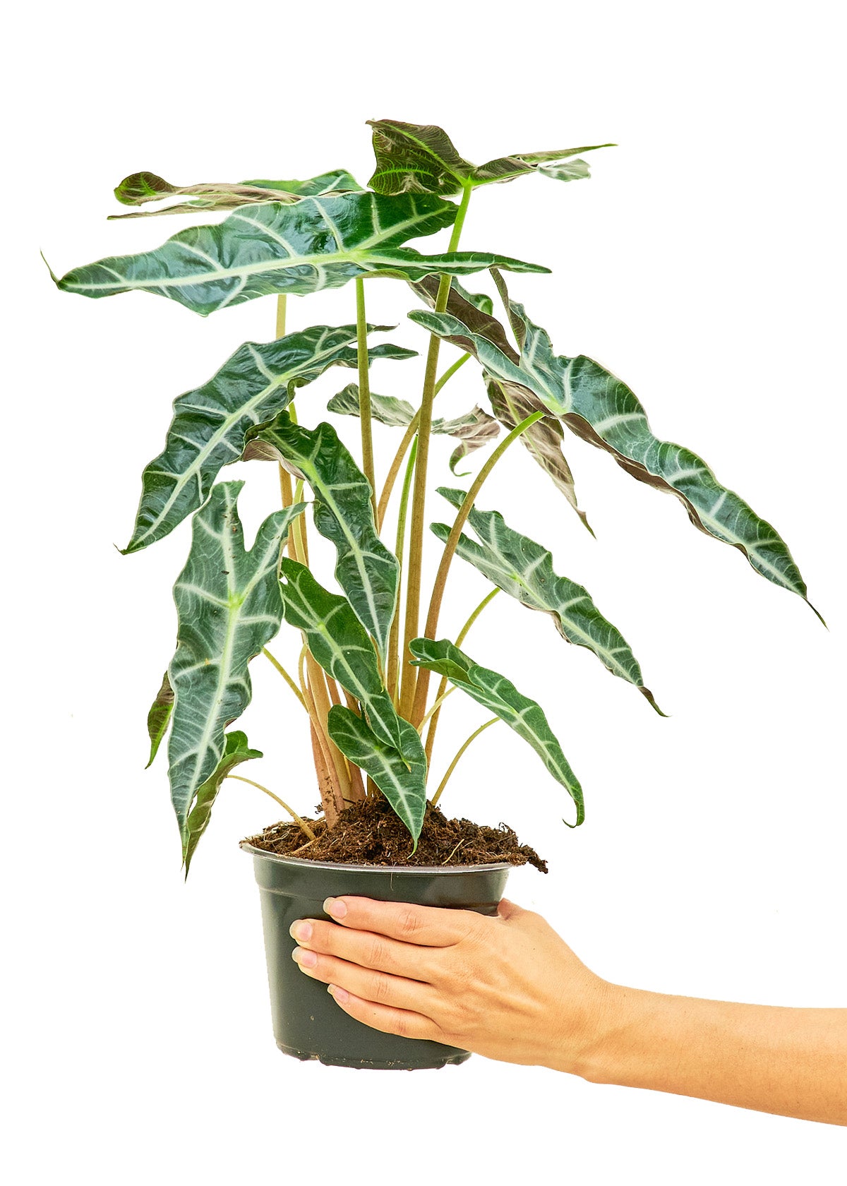 Alocasia 'Polly', Medium