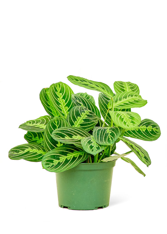 Prayer Plant 'Beauty Kim', Medium