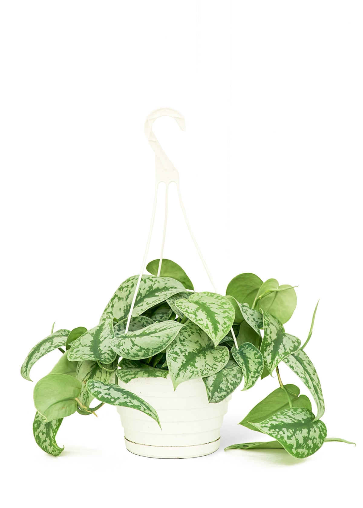 Silver Pothos 'Exotica', Large